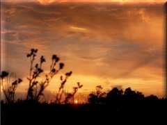 Atardecer en el campo - Pehuajó - Buenos Aires - Argentina