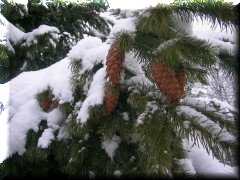 Piñas en la nieve - Bariloche - Río Negro - Argentina