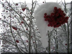 Sombreritos de nieve - Bariloche - Río Negro - Argentina