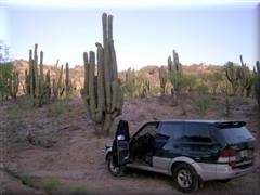 Cactus en La Majadita - San Juan - Argentina