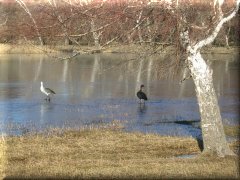 Cauquenes en laguna Los Juncos - Ruta prov. 23 - Río Negro - Argentina