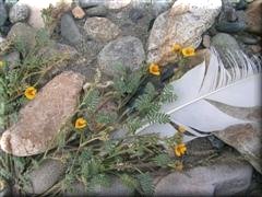 Piedras en Río de las Vueltas - Santa Cruz - Argentina