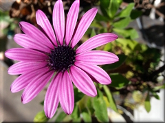 Flor - Jardín en Pehuajó - Buenos Aires - Argentina