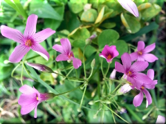 Flores silvestres - Pehuajó - Buenos Aires - Argentina