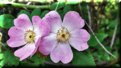 Flores de rosa mosqueta - El Bolsón - Río Negro - Argentina