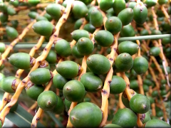 Frutos de palmera en Pehuajó - Buenos Aires - Argentina