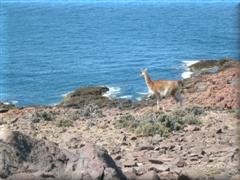 Guanaco en reserva Cabo Dos Bahías - Chubut - Argentina