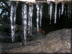 <q>Estalactitas</q> en costa lago Gutierrez - Bariloche - Río Negro - Argentina