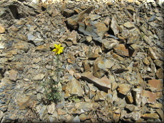 Sobreviviendo en la altura - Camino a Uspallata - Mendoza - Argentina