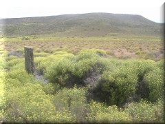 Neneos sobre ruta provincial 80 - Río Negro - Argentina