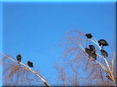 Pájaros zona Arelauquen - Bariloche - Río Negro - Argentina