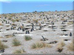 Pingüinos en reserva Cabo Dos Bahías - Chubut - Argentina
