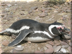 Pingüino en Cabo Dos Bahías - Chubut - Argentina