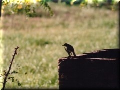 Pájaro en Sierra de la Ventana - Buenos Aires - Argentina