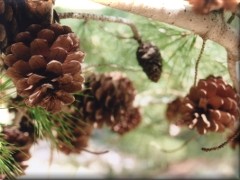 Piñas en la sierra - Sierra de la Ventana - Buenos Aires - Argentina