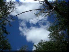 Cielo y copas en Tronador zona Pampa Linda - Río Negro - Argentina