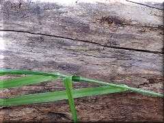 Tronco en el campo zona Cadret - Buenos Aires - Argentina