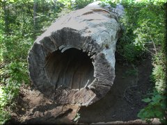 Tronco <q>cañón</q> en cerro Otto - Bariloche - Río Negro - Argentina