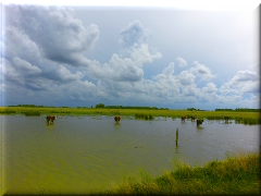 Vacunos en el agua, zona rural Carlos Casares - Buenos Aires - Argentina