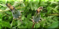 Capullos de flor silvestre - Pehuajó - Buenos Aires - Argentina