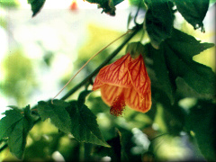 Farolito - Jardín en Pehuajó - Buenos Aires - Argentina