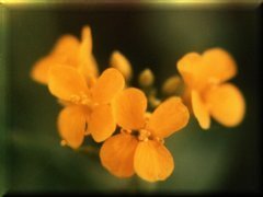 Flores ampliadas - Jardín en Pehuajó - Buenos Aires - Argentina