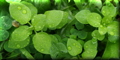 Hojas después de la lluvia - Pehuajó - Buenos Aires - Argentina