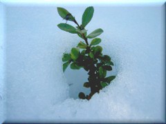 Sobreviviendo en la nieve, zona Casa de Piedra - Bariloche - Río Negro - Argentina