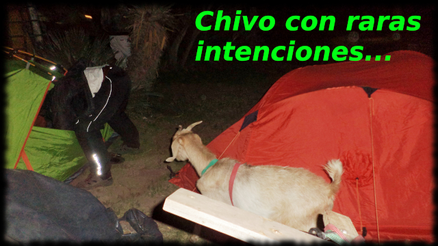 Chivo desacatau Chivo desacatau